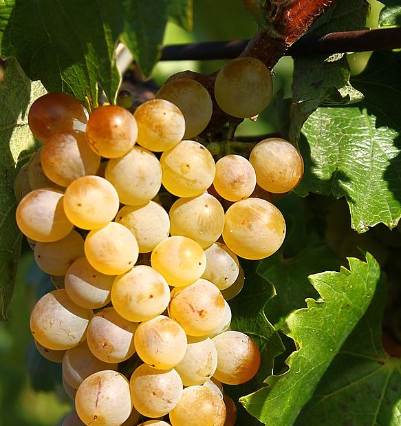 furmint szolo